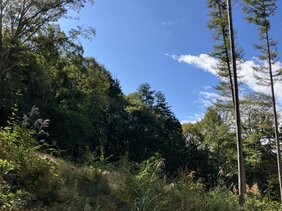 キノコ採りで90歳男性が死亡 2人で入山して待ち合わせ場所に戻らず…山林内で倒れているところを発見 10月だけで7人が死亡 長野・伊那市|TBS NEWS DIG