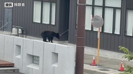 クマ、クマ！」市内繁華街で電柱を下りる姿を視聴者が撮影 岩手・釜石