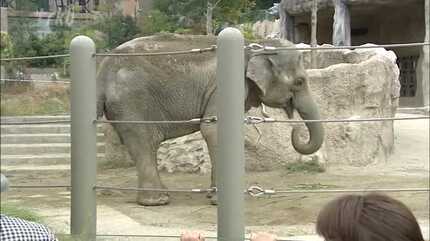 動物園に4頭のゾウがやってきた！ 全面公開は10月末ごろ予定も離れ