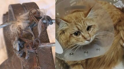 相次ぐ“地域猫”の怪我 トラバサミに挟まれ大けがの1歳のネコも… その後