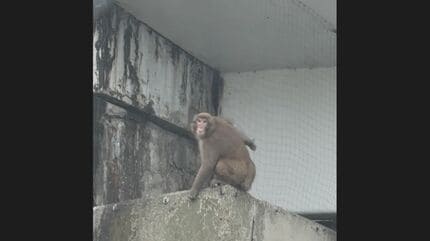 ゆうゆうと道路を歩く「サル」 14日から名古屋市内に出没していた個体