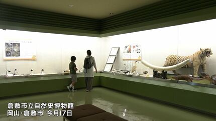 突然変異の黒いモンシロチョウも」選りすぐりの昆虫標本など約