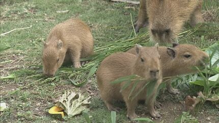 竹島水族館でカピバラの赤ちゃんお披露目 10月12日に5頭誕生 飼育員は