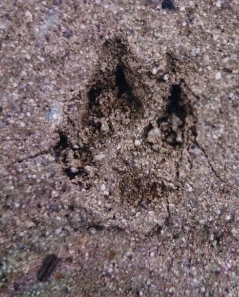 イタチ科小動物の可能性も　30日の福島県いわき市洋向台でのクマ目撃情報　|　福島のニュース│TUF