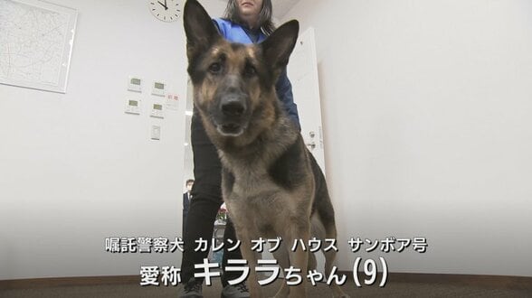 そっちにおる！と走る犬…出動から30分で保護　お手柄シェパードに感謝状　行方不明の80代女性の発見に貢献　富山　|　富山のニュース｜天気・防災｜チューリップテレビ
