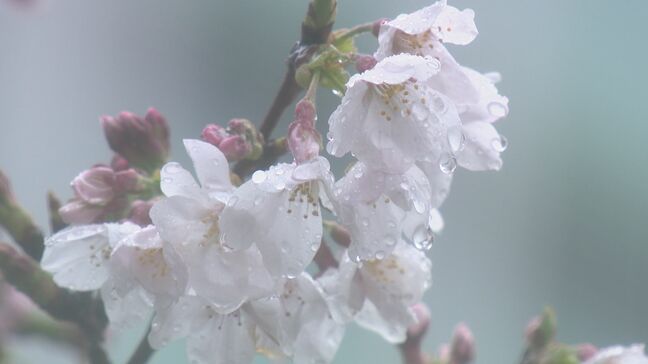 雷を伴った激しい雨が降るところがある見込み 土砂災害などに注意・警戒が必要=静岡県|TBS NEWS DIG