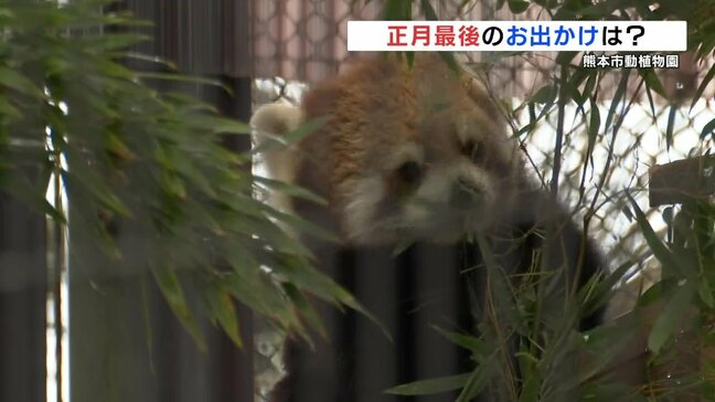 どこに行く? 正月最後の日曜日 熊本市動植物園ではレッサーパンダ人気 「正月らしい思い出つくれた」 |TBS NEWS DIG