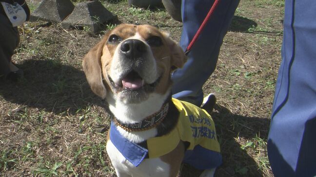 デビュー9か月!全国にたった3匹のシロアリ探知犬・リッキー 人懐っこい愛され犬、「夏目漱石の家」で任務に挑む|TBS NEWS DIG