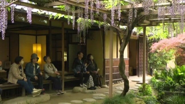 「甘く優しい香り」庚申庵で樹齢200年のフジが見ごろ 愛媛県・松山市|TBS NEWS DIG