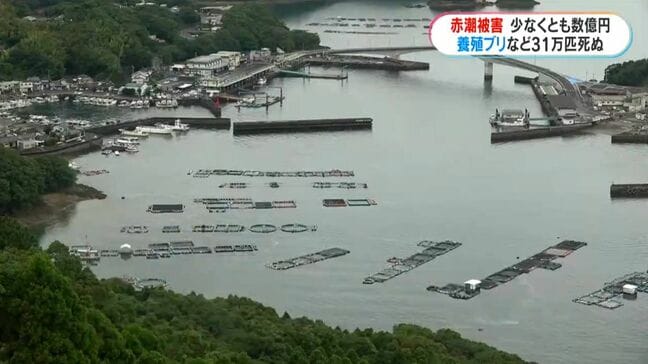 長島町の赤潮被害　養殖ブリなど31万匹が死ぬ　全容わからず被害さらに増え数億円以上か　鹿児島|TBS NEWS DIG
