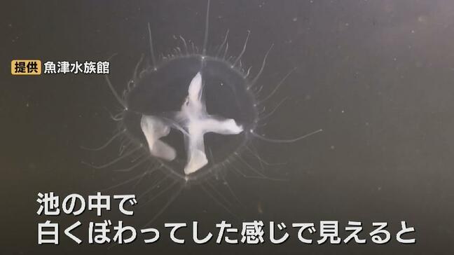 1円玉サイズの謎!日本最古の水族館に現れた「真水のクラゲ」の正体 実はやっかいな外来生物…標本展示で情報募る 富山・魚津市|TBS NEWS DIG