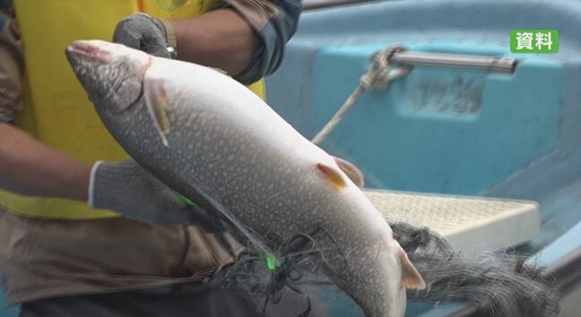 「この水深でさし網をかけることで駆除につながる可能性」外来魚レイクトラウトの生態明らかに　ヒメマス減少の本栖湖　駆除に活用へ　山梨|TBS NEWS DIG