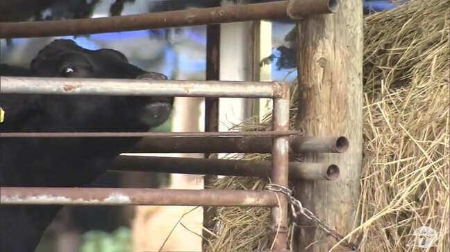 【続報】重さ400～500kgの牛に踏まれた可能性「牛に頭突きされた」顔から流血の66歳の男性死亡の牛舎での作業事故　1人で牛の健康状態の確認作業中だったか　青森県つがる市|TBS NEWS DIG