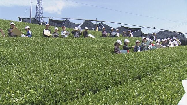 小学生らが「伊勢茶」手摘みの体験 郷土愛を深める地域学習の一環 三重・度会町|TBS NEWS DIG