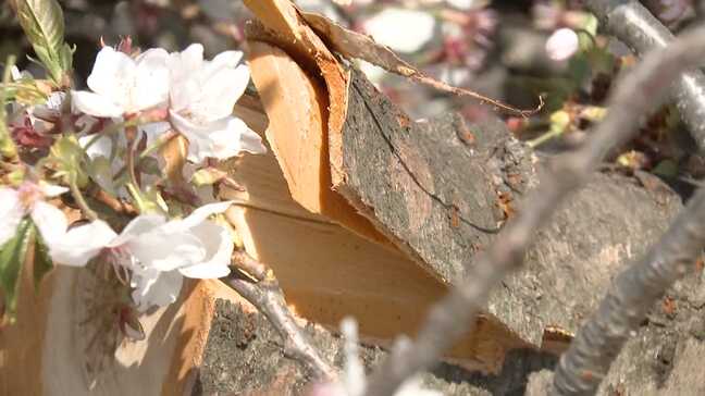 舞鶴公園の桜458本を緊急点検 8割超が「要診断」の危機に樹木医「来年もきれいな桜見られます」”植え替えられない壁”と再生への道 福岡市|TBS NEWS DIG