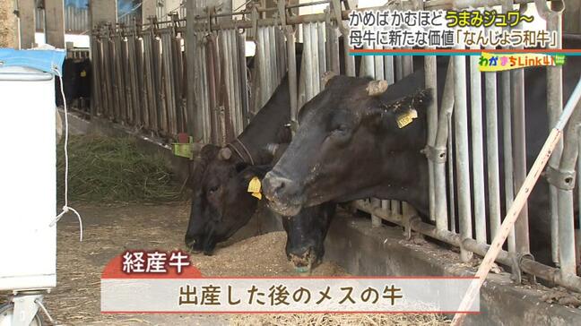 南城市に新たな和牛ブランドが誕生　とろける脂身…ではなく「嚙めば嚙むほど旨味」　経産牛を “再肥育” で美味しく頂く|TBS NEWS DIG
