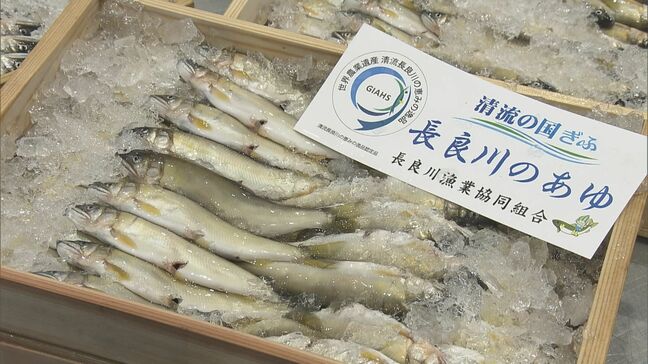 岐阜市・中央卸売市場“天然アユ”初競り 最高値は1キロあたり4万円で去年より1万円高く 成育は良好 |TBS NEWS DIG
