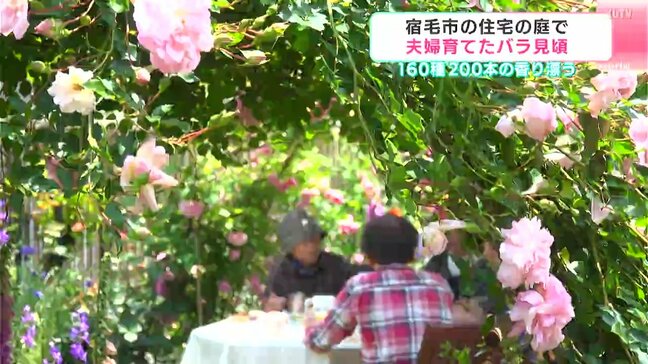住宅街に漂う甘い香り　高知県宿毛市の住宅の庭で200本のバラが満開|TBS NEWS DIG