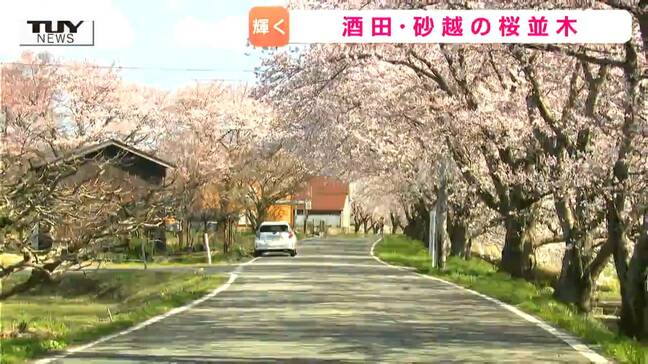 北には鳥海山、南には月山...酒田市の "知る人ぞ知る桜並木" が見ごろ 桜と〇〇のコラボレーションが絶景!(山形)|TBS NEWS DIG