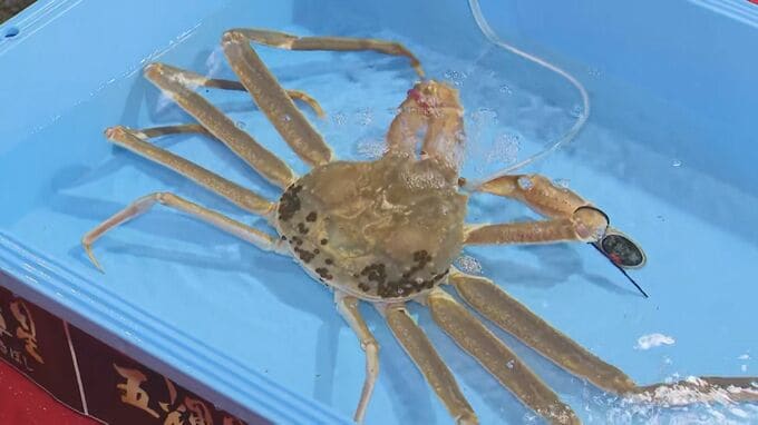 シーズン到来！冬の味覚「松葉がに」初競り　鳥取港の「五輝星」に１００万円|TBS NEWS DIG
