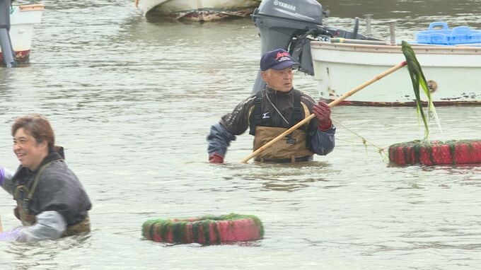 例年より3週間遅い解禁　粟野川河口でアオノリ漁　 山口・下関　|　山口のニュース・天気・防災｜tys NEWS｜ｔｙｓテレビ山口