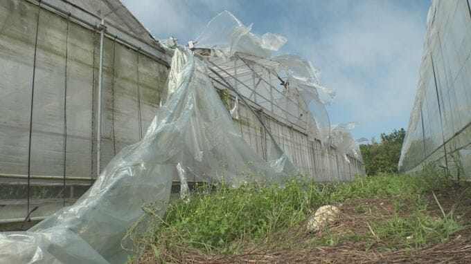 台風6号による農作物被害、8200万円に　水産物は調査中|TBS NEWS DIG