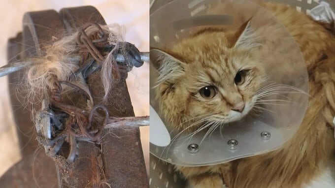 相次ぐ“地域猫”の怪我　トラバサミに挟まれ大けがの1歳のネコも…　その後病院で『足』を切断　「すごく不安を感じます」警察が『動物虐待』の事件の可能性あるとみて捜査　|　青森のニュース│ATV NEWS│青森テレビ