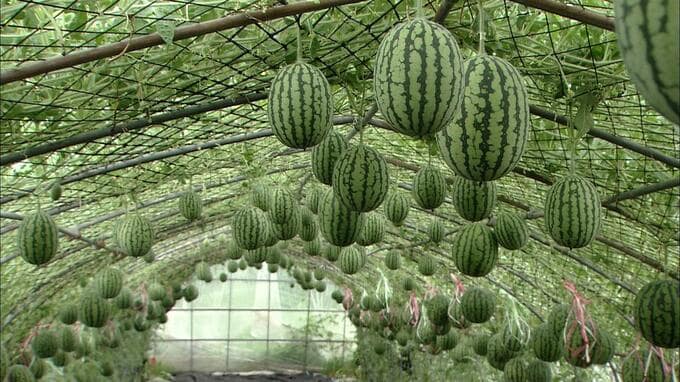 より甘くなる！？“宙づりスイカ”独特な栽培方法には実は理由があった「皮の部分までしっかり赤い」　今年は『ハート形』スイカも出荷予定　|　青森のニュース│ATV NEWS│青森テレビ