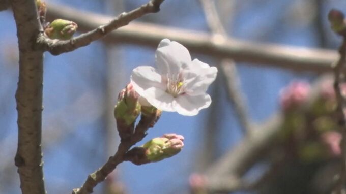 サクラ開花予想「松江・鳥取ともに3月22日」…春の訪れは早く、平年より開花早まる予想も　ウェザーニューズが2024年「第一回桜開花予想」を発表　|　BSSニュース | BSS山陰放送