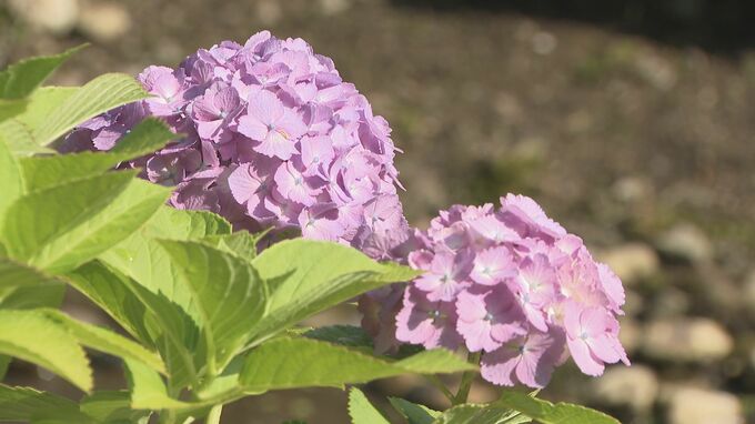 金沢で最高気温30度の真夏日予想　卯辰山公園のアジサイが見頃　早ければ明日にも梅雨入りへ|TBS NEWS DIG