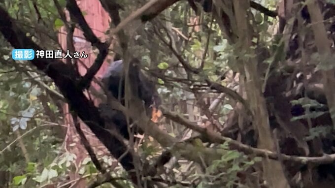 中国四国の関係省庁がクマ被害防止に向け会議　岡山県内の今年のクマ出没件数は43件　記録が残る2001年以降最多に|TBS NEWS DIG