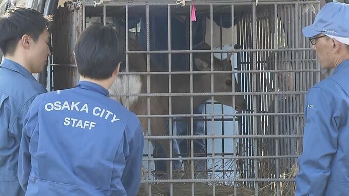 【速報】大阪市内で捕獲の「迷いシカ」が能勢温泉へ移送　奈良県は受け入れ難色も…保護の経験ある温泉施設へ引き渡し　当面は非公開に　|　MBSニュース | 関西の最新ニュースを分かりやすく。