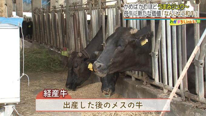 南城市に新たな和牛ブランドが誕生　とろける脂身…ではなく「嚙めば嚙むほど旨味」　経産牛を “再肥育” で美味しく頂く　|　沖縄のニュース｜RBC 琉球放送