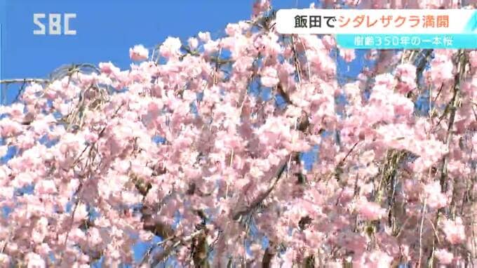 飯田市の樹齢350年と言われる一本桜　シダレザクラが満開に　「麻績の里舞台桜」で親しまれる　|　SBC NEWS | 長野のニュース | SBC信越放送