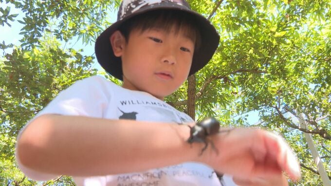 500匹のカブトムシが放し飼い「昆虫王国」大勢の子どもたちでにぎわう|TBS NEWS DIG