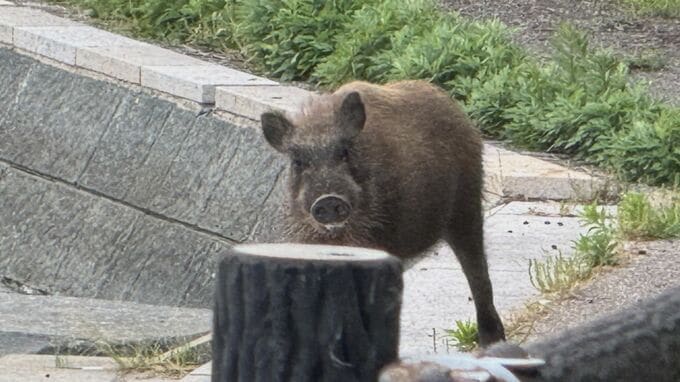 住宅街で「イノシシ」逃走中　なぜ港町で…？島根半島から泳いで渡ってきた可能性　スポーツ広場も疾走し、サッカー少年たち驚く　|　BSSニュース | BSS山陰放送