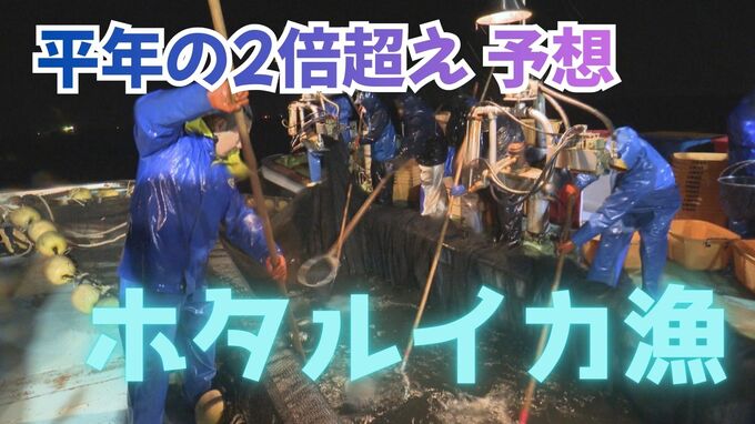 【富山湾の味覚】2026年のホタルイカは豊漁か…平年の2倍超え 約3,000トン予想　富山県水産研究所の漁況見通し　気温上昇により漁期終了が早まる可能性も　|　富山のニュース｜天気・防災｜チューリップテレビ