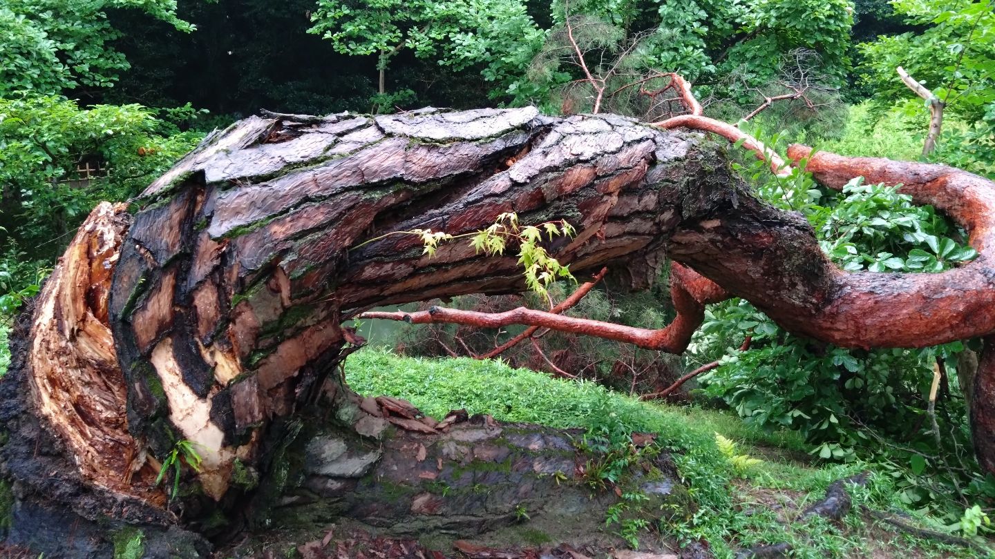 名園で高さ12mの松の巨木が倒れる 国の特別名勝・栗林公園【香川
