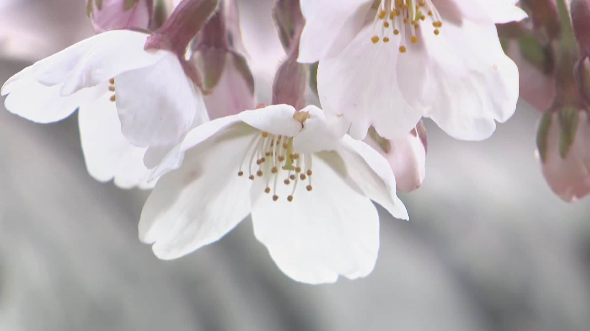 函館市で桜が開花 観測史上2番目の早さ【五稜郭公園】気象台職員が標本