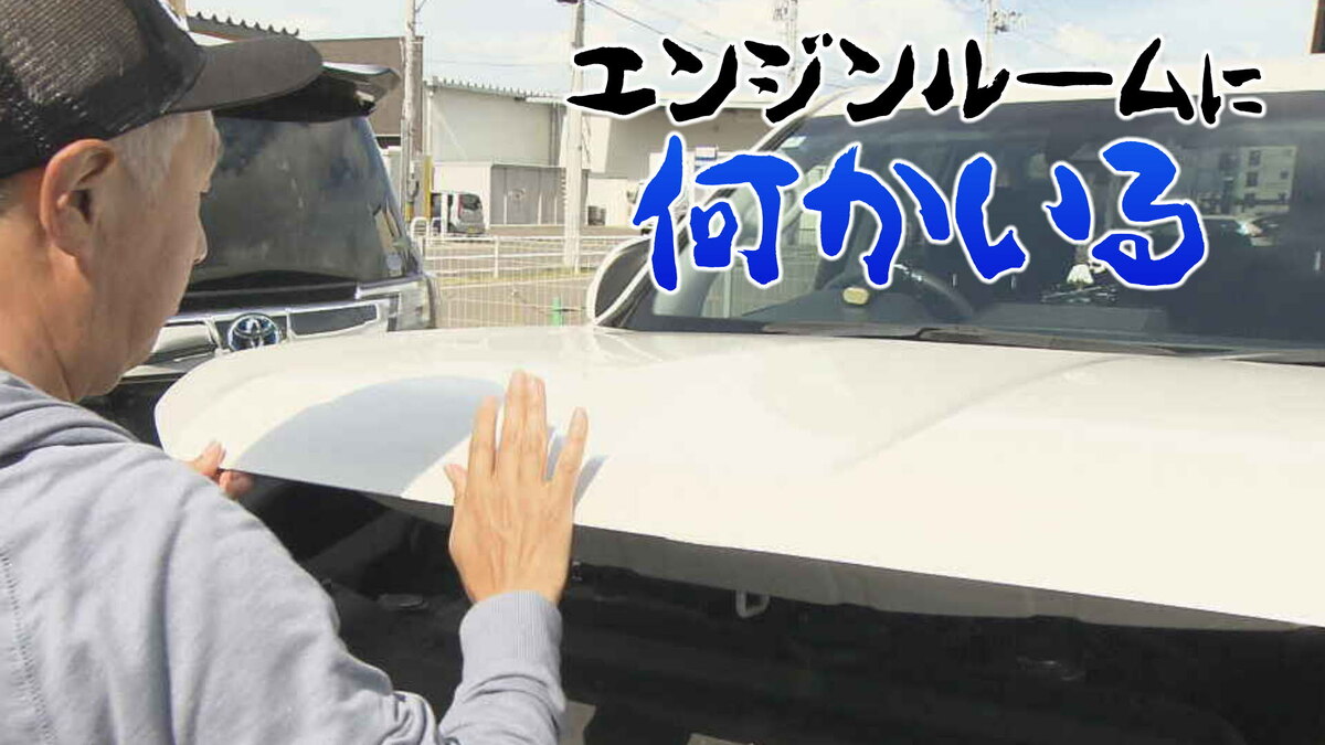 「エンジンルームに何かいる」ボンネットを開けてのぞいてみると、つぶらな瞳が…「車は使いません」