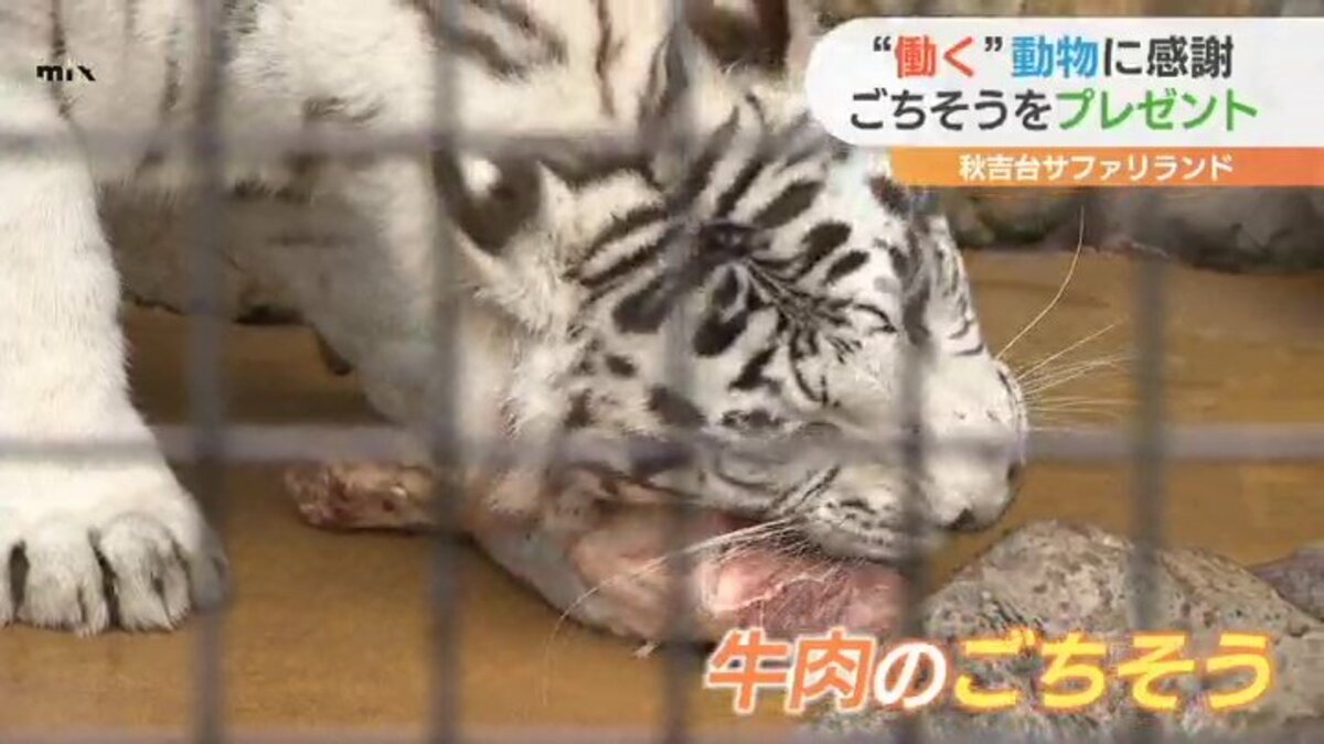 勤労感謝の日 働く 動物たちも Tysニュース ｔｙｓテレビ山口