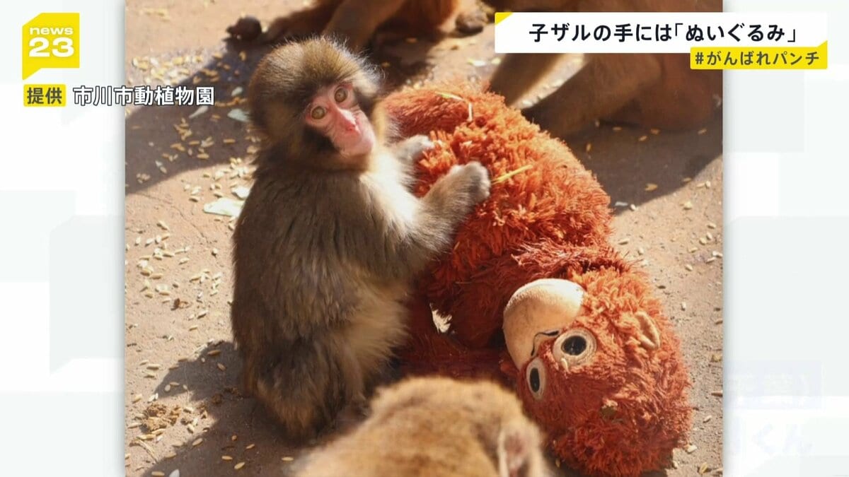 ぬいぐるみがお母さん”の子ザル、パンチ君がSNSで話題「＃がんばれ