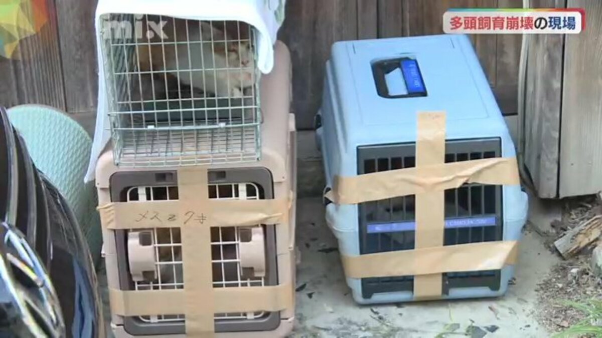 雌だけ置いていって…」飼い主を説得 ノミ・ダニ…劣悪な猫の多頭飼育