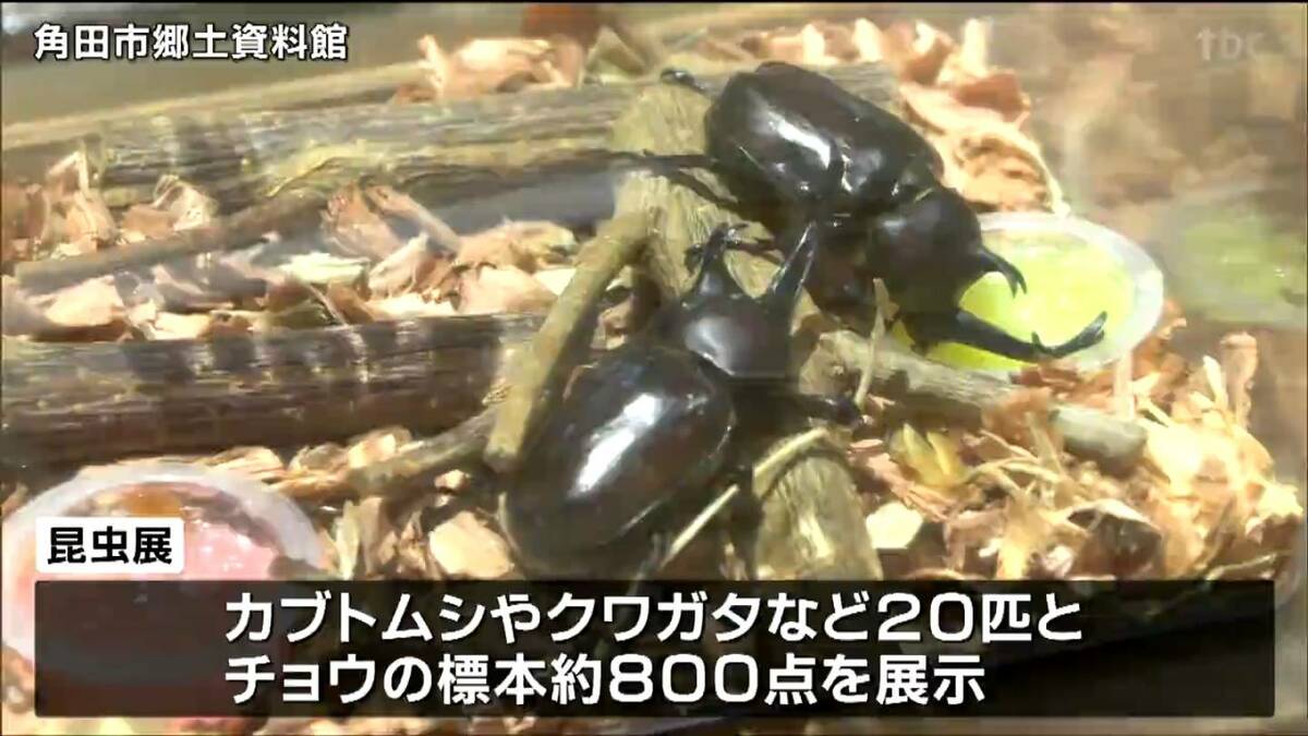 ６月１日まで限定セール 昆虫標本　クワガタムシ 週末限定セール 昆虫標本 クワガタムシ 6月1日まで限定セール
