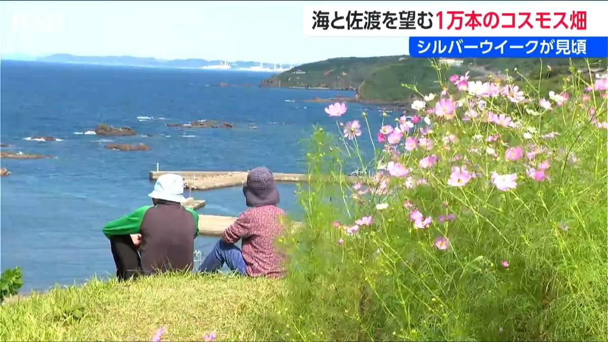 サムネイル_日本海と佐渡望む『佐渡見平コスモス畑』1万本が見頃 「心が穏やかになる」 公開は9月23日まで 新潟・柏崎市