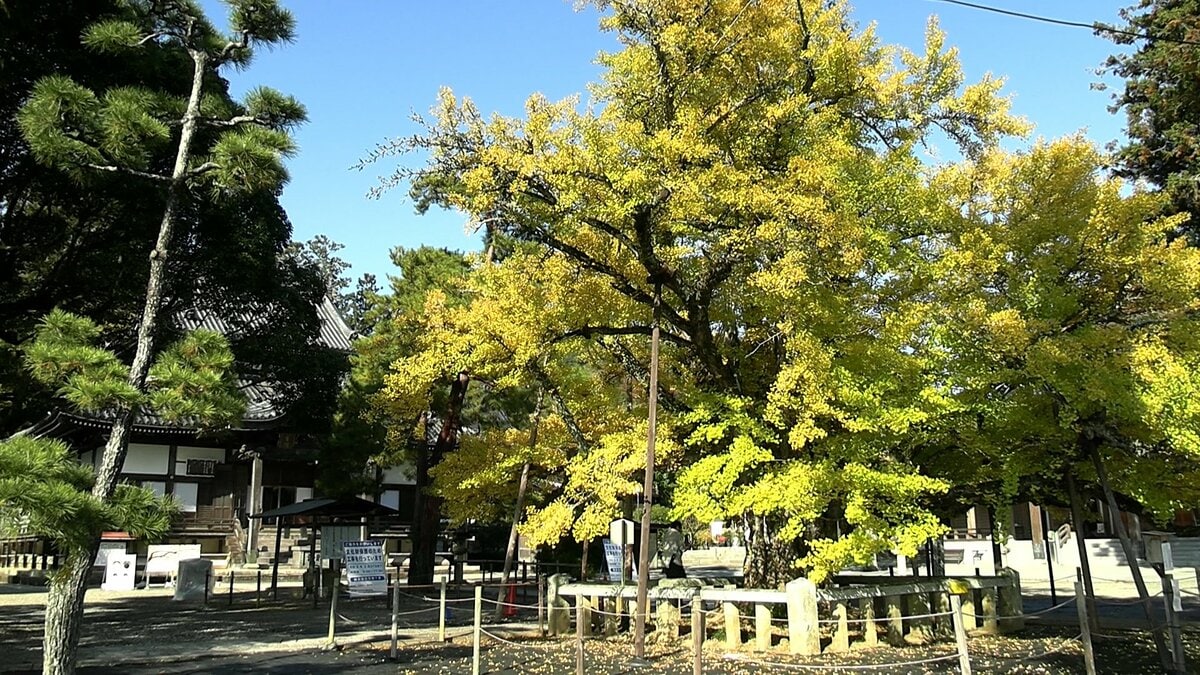 【紅葉】「黄金が極楽？！」法然上人が植えたと伝えられる「逆木のイチョウ」が見ごろ【岡山】
