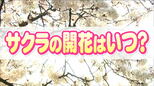 【独自サクラ開花予想】仙台のサクラ開花日はいつ 去年は観測史上1位の早さ今年は?カギは「休眠打破」と「3月の気温」tbc気象台|TBS NEWS DIG
