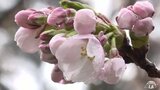 観測史上最も早い開花　弘前公園　サクラの便り　青森県弘前市　|TBS NEWS DIG