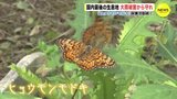 絶滅のおそれ「ヒョウモンモドキ」　国内最後の生息地　大雨被害から守れ　|　RCC NEWS | 広島ニュース | RCC中国放送