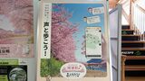 河津桜まつりを前に…観光スポットで音声案内「おともたび」スマホで英語と中国語も対応 インバウンド対策を強化=静岡　|　静岡のニュース | SBSNEWS | 静岡放送